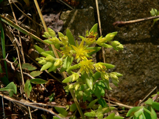{Sedum sarmentosum}